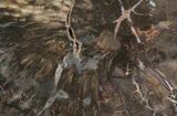 Petrified Wood (Araucaria) Round - Arizona #41350-1